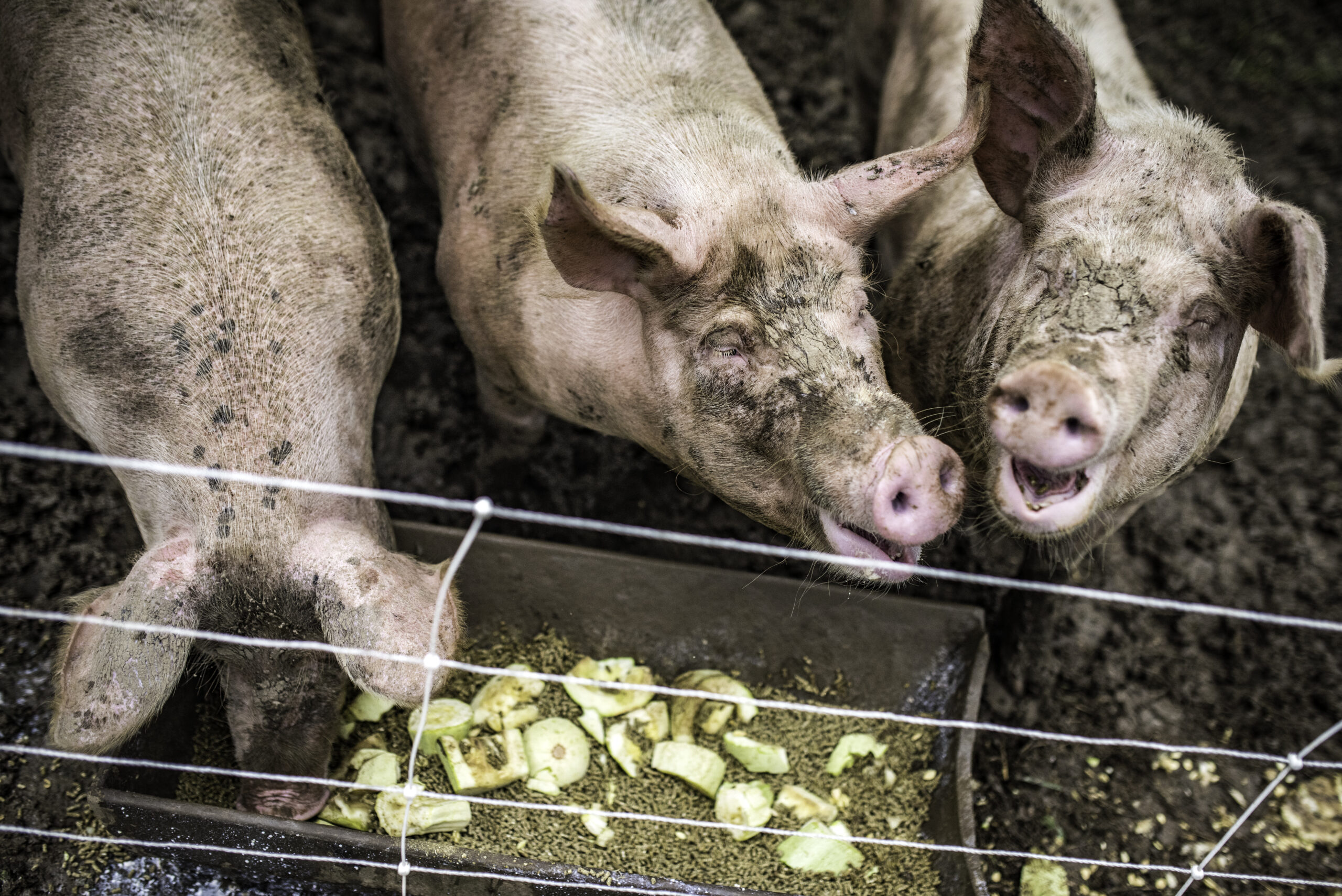 High Angle View of Three Happy Dirty Pigs Eating Leftovers in Their Pen. 