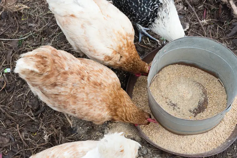 Chickens eating food and beverage waste that has turned into animal feed